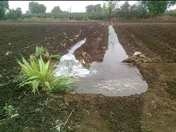 flood-irrigation