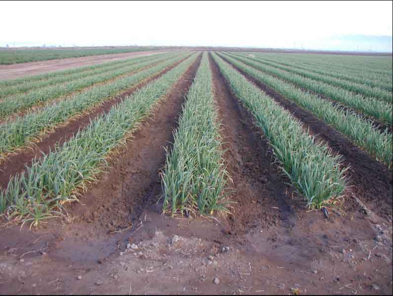 sub-surface-irrigation