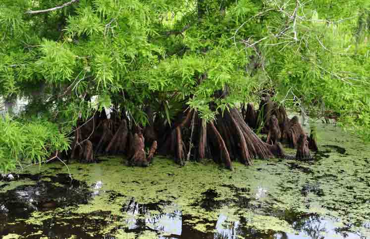 swamp-and-marsh